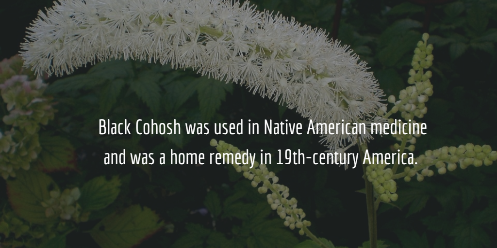 The Power Of Organic Black Cohosh As A Natural Supplement