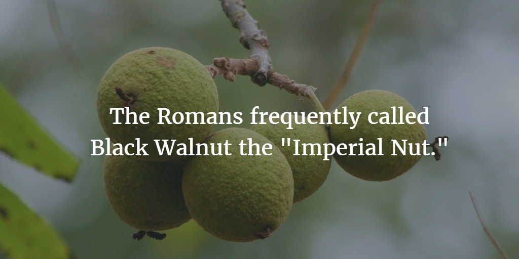 The Power Of Black Walnut As A Natural Supplement