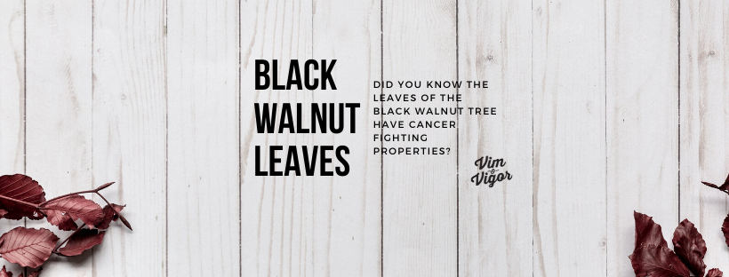 Black Walnut Leaves May Have Cancer Fighting Properties