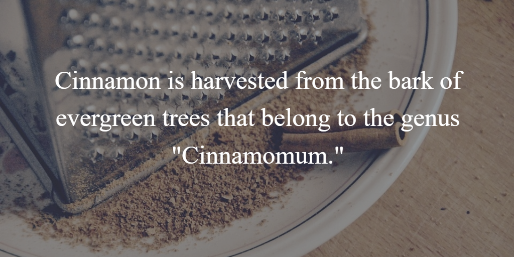 Soothe Digestive Problems With Our Cinnamon-Infused Apple Vinegar Herbal Tonic